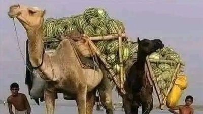 عثمان بن عفان يملك حساب في احدى البنوك بالسعودية