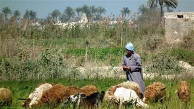 الضابط وراعي الاغنام 