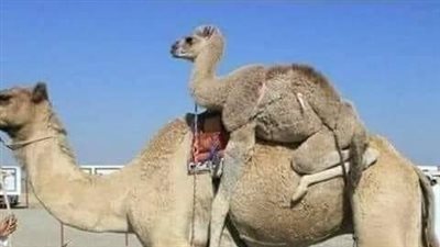 القعود (الجمل) 