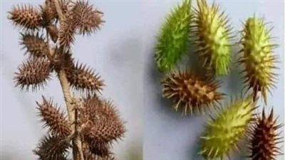 هذا النبات اغلي من الالماس فإذا وجدته في مكان فلا تتركه