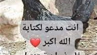 قصة الدجاجة الملعۏنة