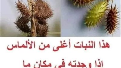 هذا نبات اغلى من الالماس فاذا وجدته في مكان فلا تتركه