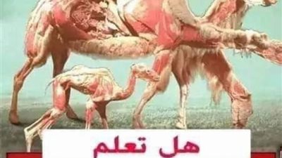 افلا ينظرون للابل كيف خلقت انه الحيوان الذي امر الله عباده ان ينظر الى خلقه