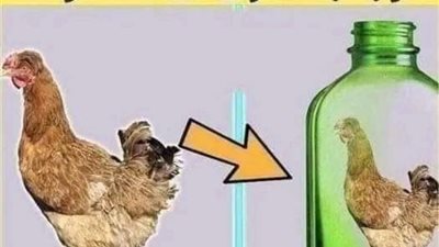 كيف نخرج الدجاجه من الزجاجه