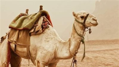 قصة الجمل الذي شكي صاحبه لرسول الله