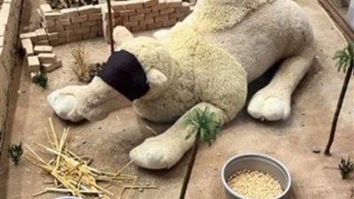 ماذا حدث للقصواء بعد ۏفاة النبي