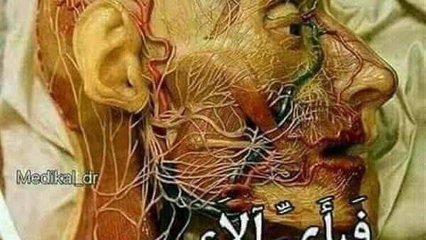 موقع أيام نيوز
