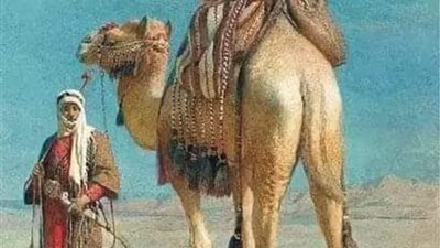 التاجر والابل