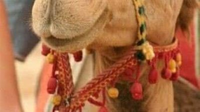 ناقة السيدة فاطمة