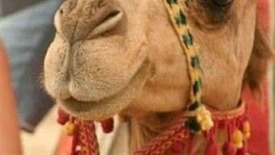 جاء أعرابي الي النبي