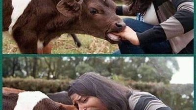 خروف العيد 