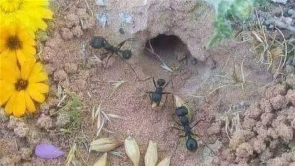 موقع أيام نيوز