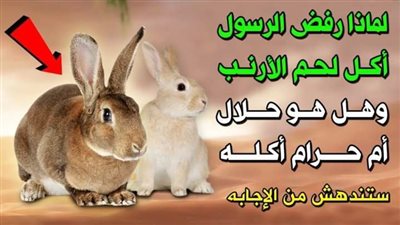 هل اكل لحم الأرنب حلال ام حرام