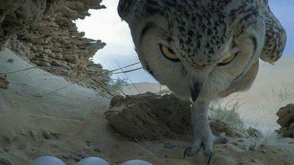 موقع أيام نيوز