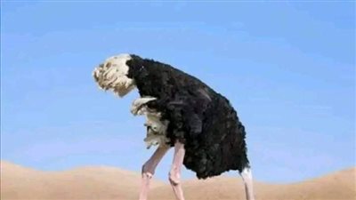 لماذا ټدفن النعامة رأسها في الرمال