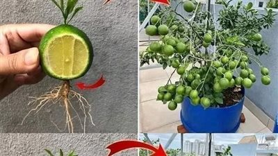 زراعة الليمون في كوبايه