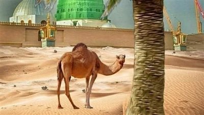 عندما طعن عمر بن الخطاب فأتي بالحليب