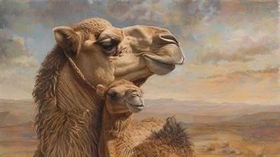 القعود الجمل