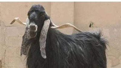 قصة التيس المحظوظ