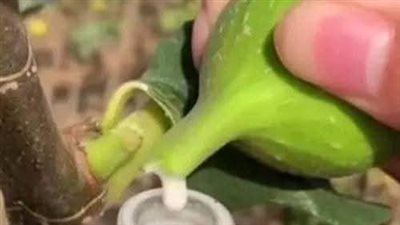 فوائد حليب التين