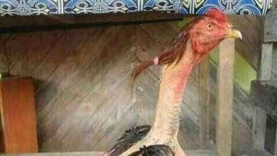 التلميذ والطالب