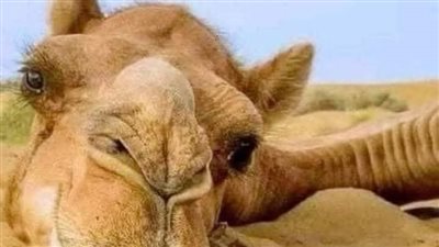 قصة الجمل الذي شكي صاحبه لرسول الله صلي الله عليه وسلم