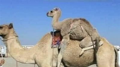 العقود الجمل