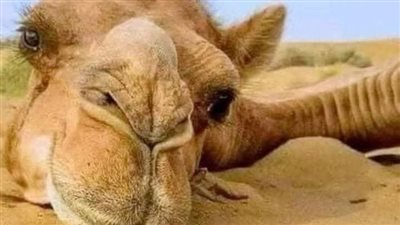 قصة الجمل الذي شكي صاحبه لرسول الله صلي الله عليه وسلم