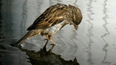العصفور الحزين