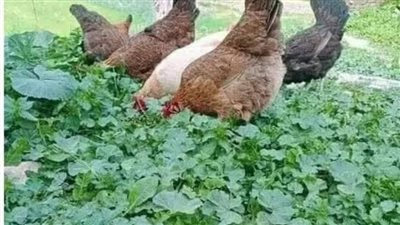 جاء الي محل الدجاج رجل ومعه دجاجة