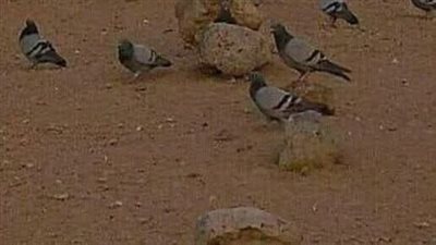 تفسير سورة الكوثر