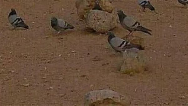 موقع أيام نيوز