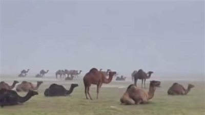 لماذا تبرك الإبل أرضا عند سقوط المطر