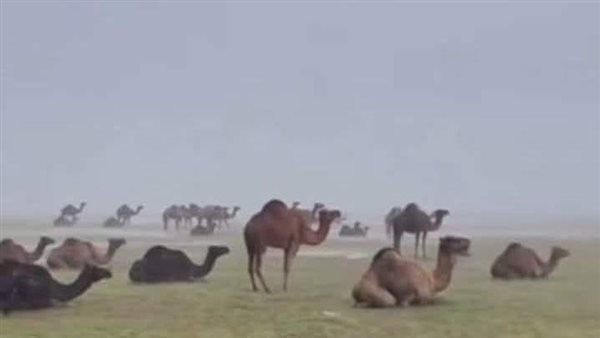 موقع أيام نيوز