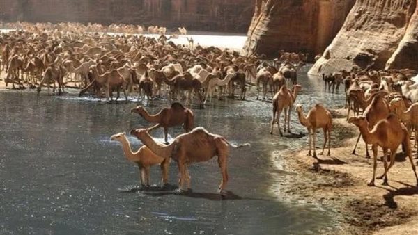 موقع أيام نيوز