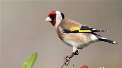 ماهو الطائر المذكور في القرآن الكريم وهو الآن غير موجود
