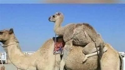 اشتري النبي صلي الله علي وسلم قعود الجمل