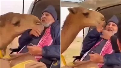 رد فعل غير متوقع من الناقة
