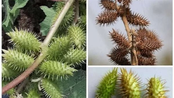 موقع أيام نيوز