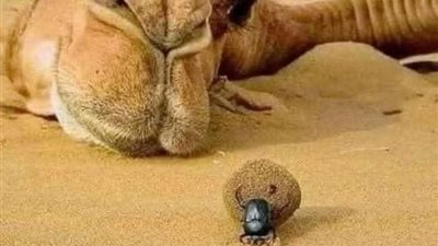 قصة الجمل الذي شكي صاحبه الي رسول الله 