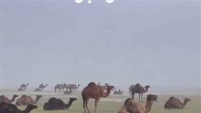 لماذا تبرك الإبل اذا نزل المطر