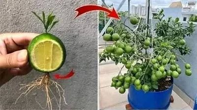 زراعة الليمون في كوباية