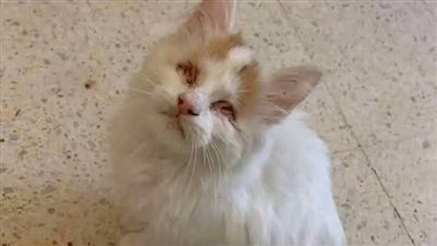 قصة واقعية