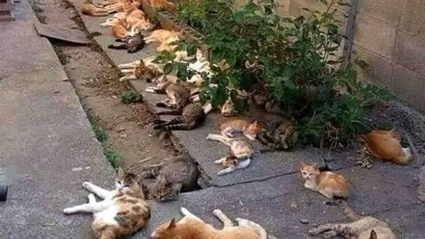موقع أيام نيوز