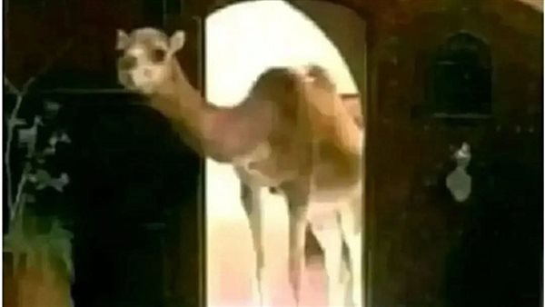 موقع أيام نيوز
