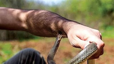 قصة الرجل الذي لدغته افعي قصة حقيقية وواقعية وليست من وحي الخيال