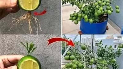 زراعه الليمون فى كوبايه