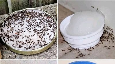 أحدث الطرق للتخلص من النمل
