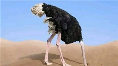 لماذا ټدفن النعام رأسها في الرمال