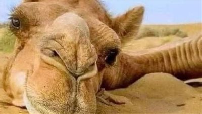 قصة الجمل الذي شكي صاحبه